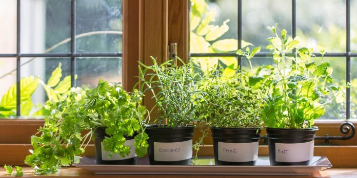 Indoor Gardening Tips