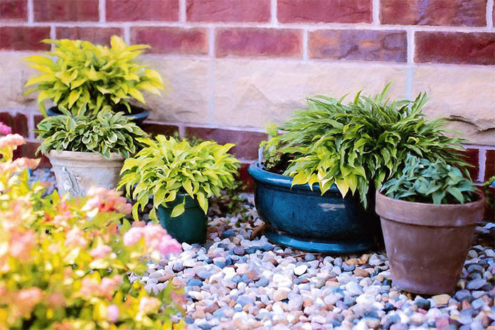 avoid shady areas for indoor plants