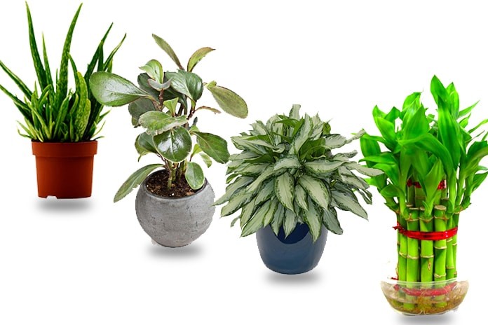 different house plants