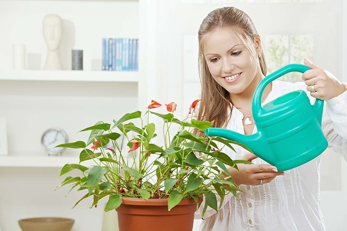 kitchen-planting