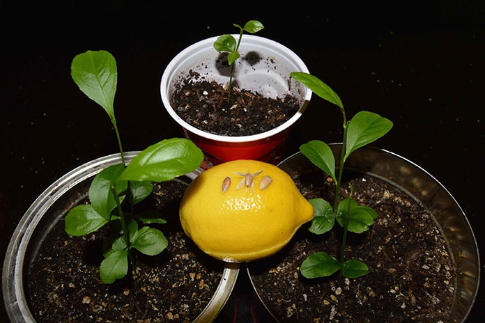 How To Grow A Lemon Tree