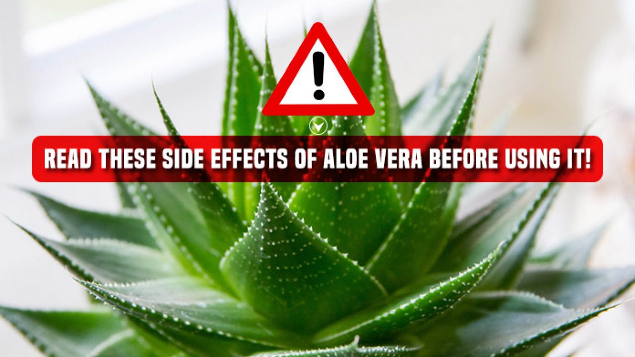 13 Aloe Vera Side Effects You Should Know Livinghours