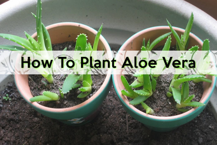 How to plant aloe vera
