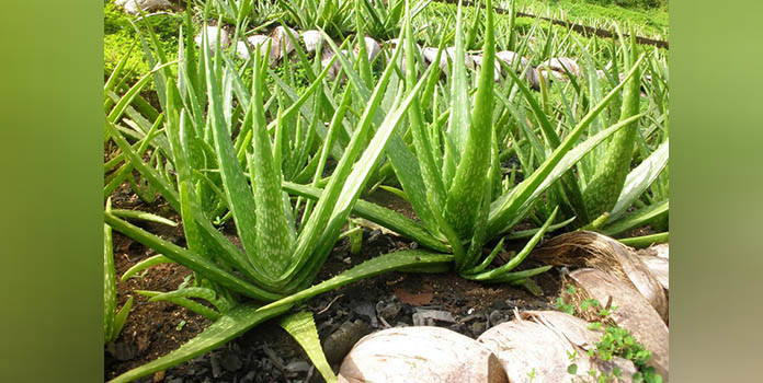 How to plant aloe vera part-2