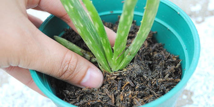 How to plant aloe vera part-3