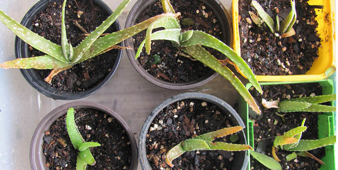 How to plant aloe vera part-4