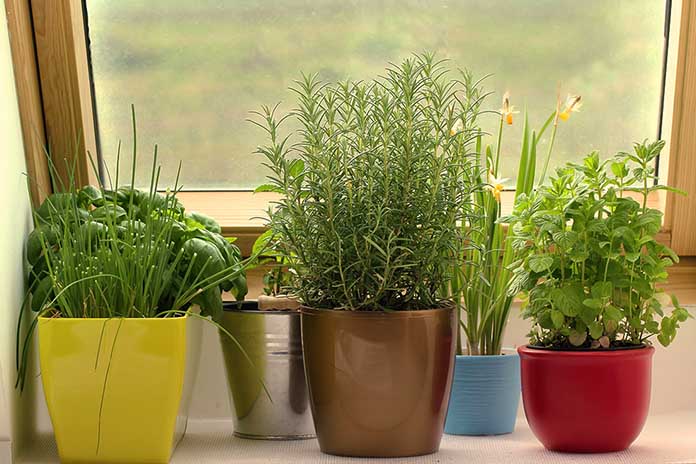 Container Plants You Can Grow Easily