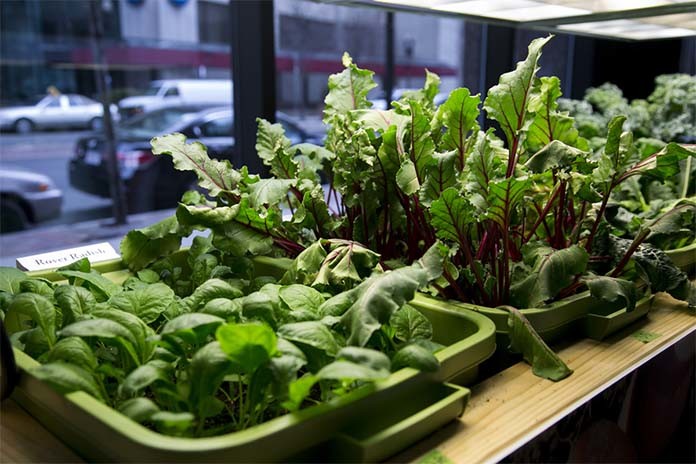 Five Step to Grow Indoor Vegetable Garden