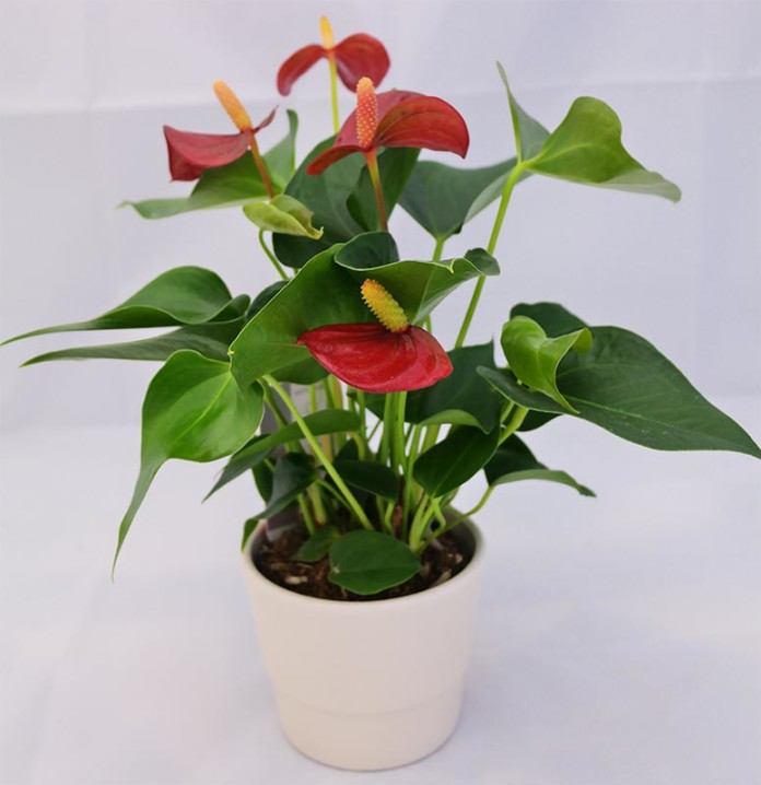 Anthurium