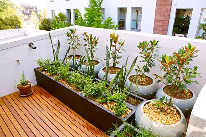 Roof Top Gardening