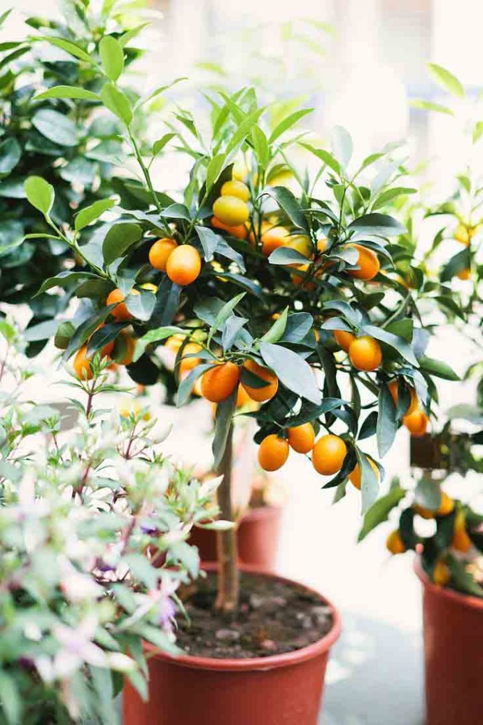 Calamondin Orange