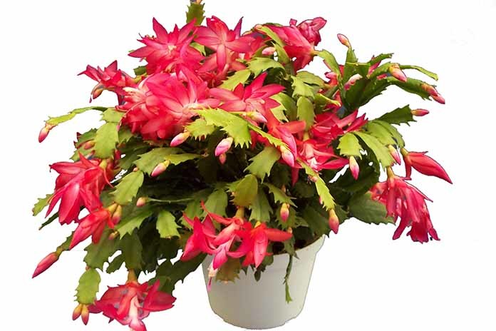 Christmas Cactus