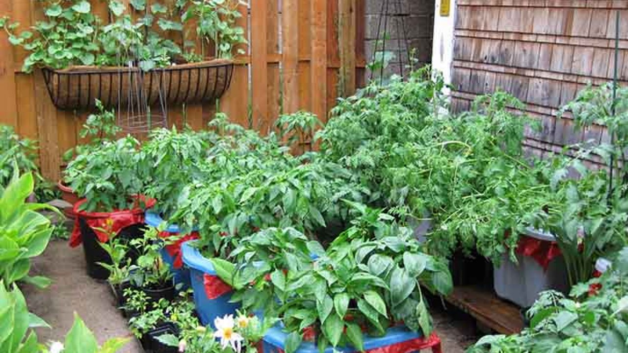 9 Easy Ways For Container Vegetable Gardening Livinghours