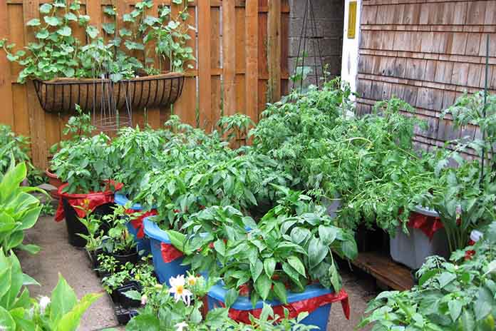 Container Vegetable Gardening