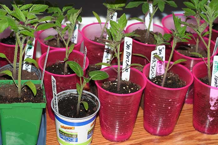 Growing Tomatoes from Seeds