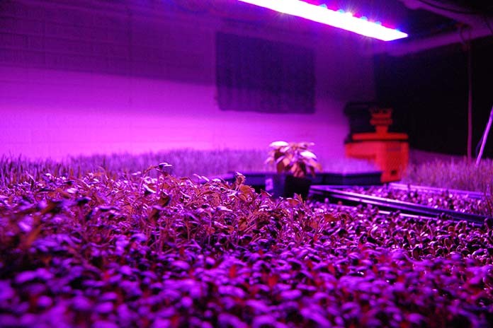 Indoor Grow Lights