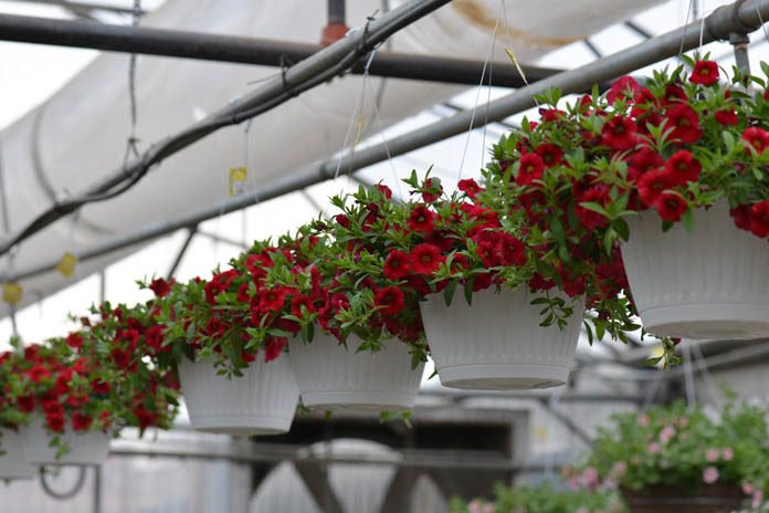 Indoor Hanging Plants