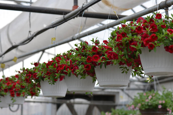 Indoor Hanging Plants