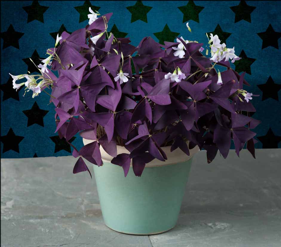 Кислица как ухаживать. Кислица оксалис. Кислица треугольная (Oxalis triangularis). Оксалис мадам Баттерфляй. Кислица фиолетовая оксалис.