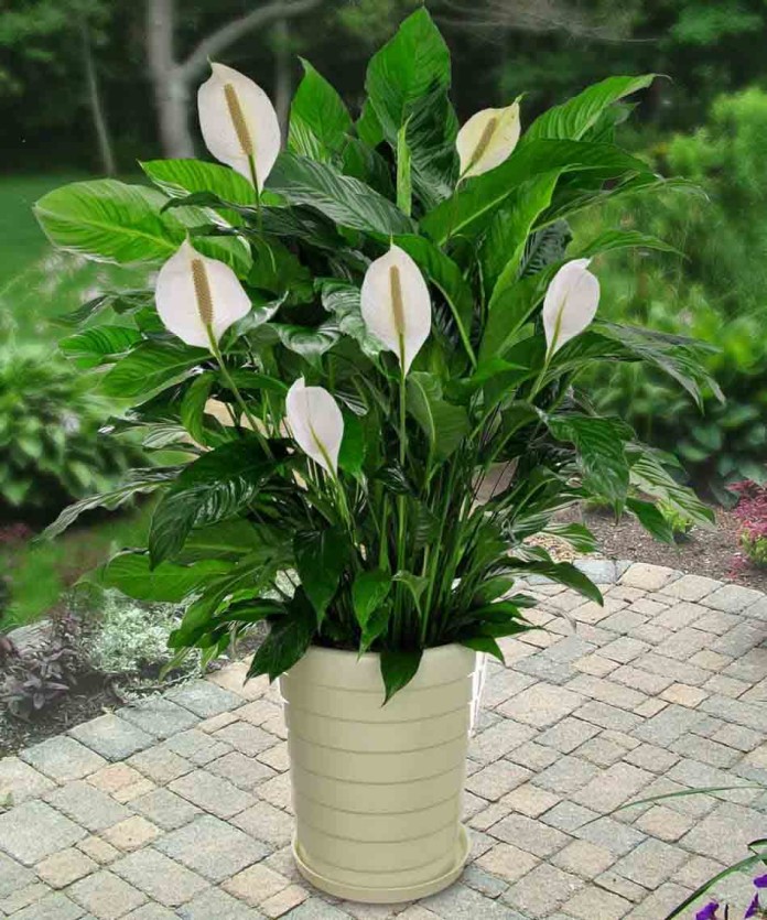 Peace Lily