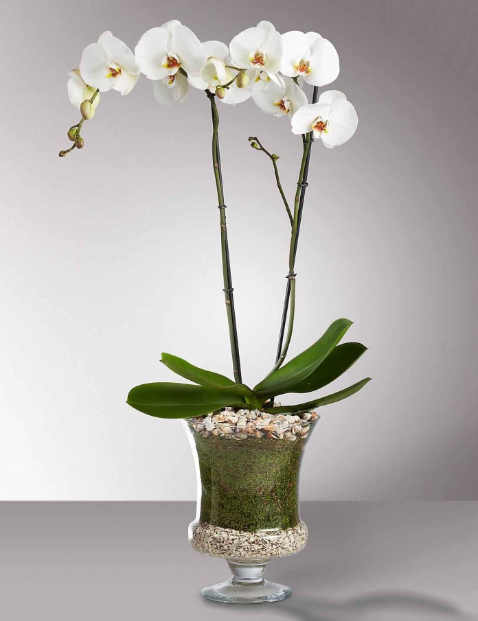 Phalaenopsis Orchid