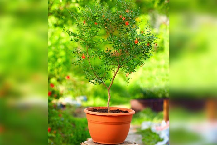 How to Grow A Pomegranate Tree Step by Step Process