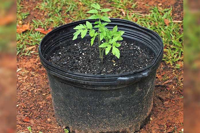 How To Grow Tomatoes In Pots