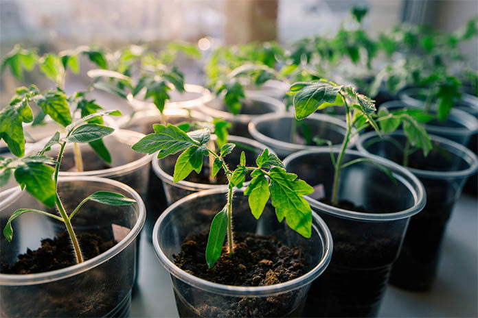 growing tomatoes