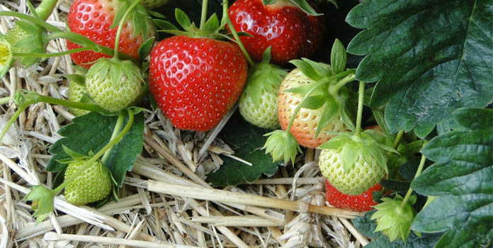 Strawberry plant care