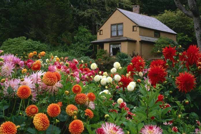 Flowering Plants