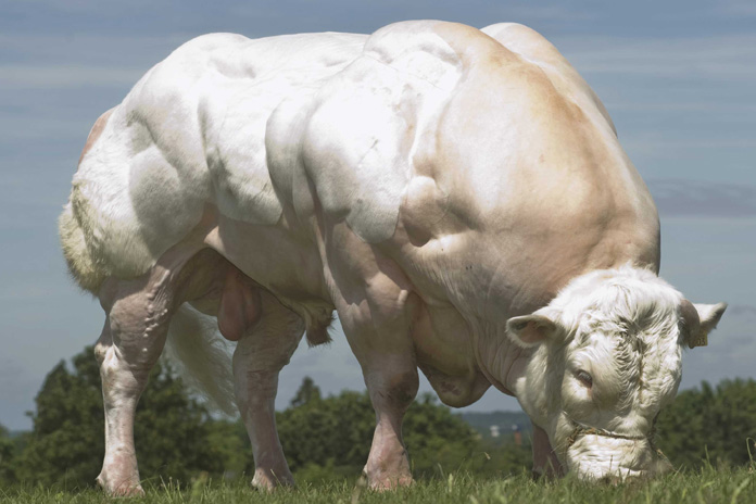 cows-on-steroids-myth-or-reality