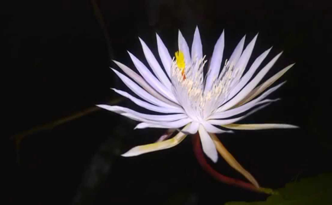 kadapul-flower