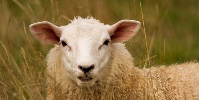 the-reason-behind-sacrifice-of-ram-or-sheep