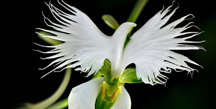white-egret-orchid