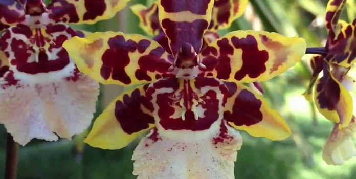 wild-cat-orchid
