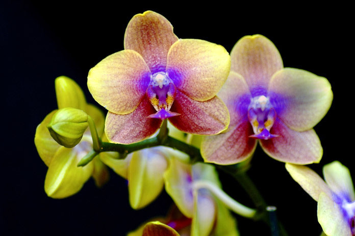 rare-flowers rare flowers