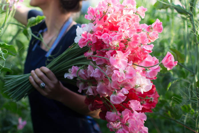 How To Grow Sweet Pea