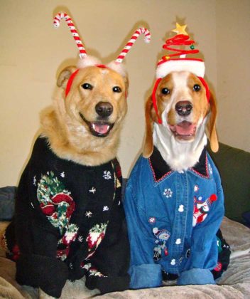 dogs-ugly-christmas-sweater04