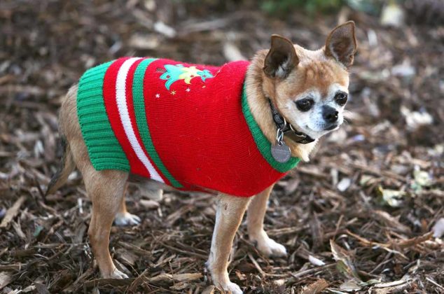 dogs-ugly-christmas-sweater08