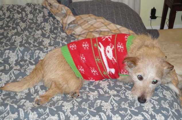 dogs-ugly-christmas-sweater09