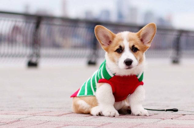 dogs-ugly-christmas-sweater11