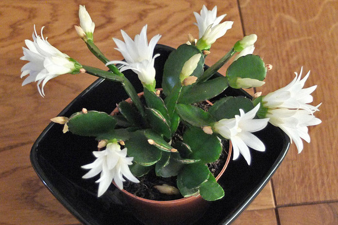 Easter Cactus