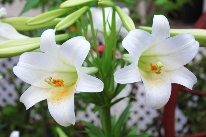 easter lily