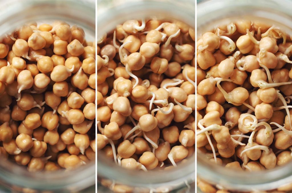 Benefits of sprouts- chickpea sprouts